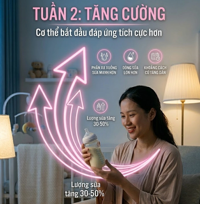 Kích sữa tuần 2: Tăng cường - Cơ thể bắt đầu đáp ứng tích cực hơn.